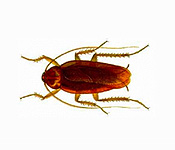 https://pest-defence-ltd.adtrak.agency/wp-content/uploads/2019/04/american-cockroach.jpg