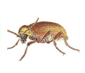 https://pest-defence-ltd.adtrak.agency/wp-content/uploads/2019/04/australian-spider-beetle.jpg
