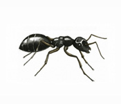 https://pest-defence-ltd.adtrak.agency/wp-content/uploads/2019/04/black-ant.jpg