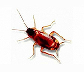 https://pest-defence-ltd.adtrak.agency/wp-content/uploads/2019/04/brown-banded-cockroach.jpg