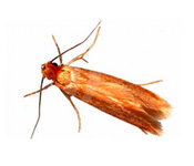 https://pest-defence-ltd.adtrak.agency/wp-content/uploads/2019/04/case-bearing-moth.jpg