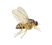 https://pest-defence-ltd.adtrak.agency/wp-content/uploads/2019/04/fruit-flies.jpg