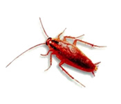 https://pest-defence-ltd.adtrak.agency/wp-content/uploads/2019/04/german-cockroach.jpg