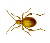 https://pest-defence-ltd.adtrak.agency/wp-content/uploads/2019/04/golden-spider-beetle.jpg