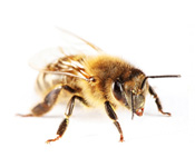 https://pest-defence-ltd.adtrak.agency/wp-content/uploads/2019/04/honey-bees.jpg