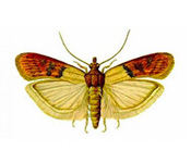 https://pest-defence-ltd.adtrak.agency/wp-content/uploads/2019/04/indian-meal-moth.jpg
