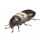 https://pest-defence-ltd.adtrak.agency/wp-content/uploads/2019/04/larder-beetle-1.jpg