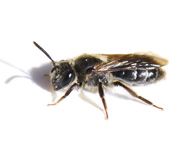 https://pest-defence-ltd.adtrak.agency/wp-content/uploads/2019/04/mining-bee.jpg