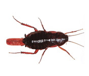 https://pest-defence-ltd.adtrak.agency/wp-content/uploads/2019/04/oriental-cockroach.jpg