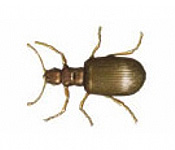 https://pest-defence-ltd.adtrak.agency/wp-content/uploads/2019/04/plaster-beetle.jpg