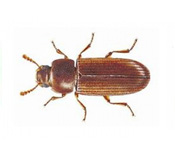 https://pest-defence-ltd.adtrak.agency/wp-content/uploads/2019/04/red-rust-beetle.jpg
