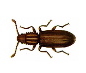 https://pest-defence-ltd.adtrak.agency/wp-content/uploads/2019/04/saw-toothed-grain-beetle.jpg