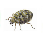 https://pest-defence-ltd.adtrak.agency/wp-content/uploads/2019/04/varied-carpet-beetle.jpg