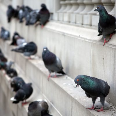pigeon control and pigeon guano cleaning services