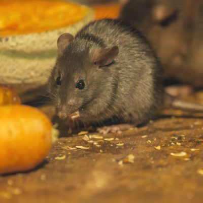rodents in kitchen