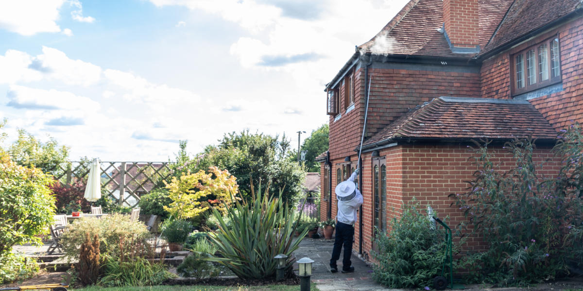 bishop stortford wasp control