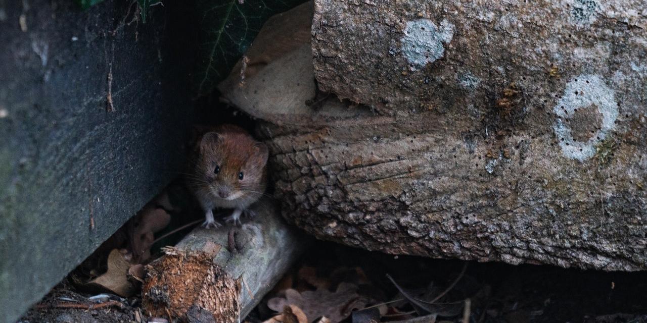 neighbour has pests