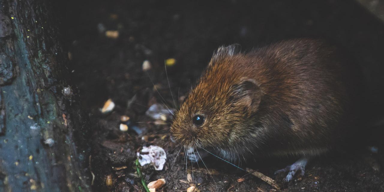 neighbour has rats in their garden