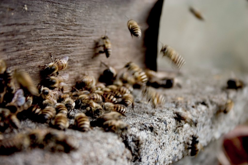 What does a wasp nest look like? pest defence