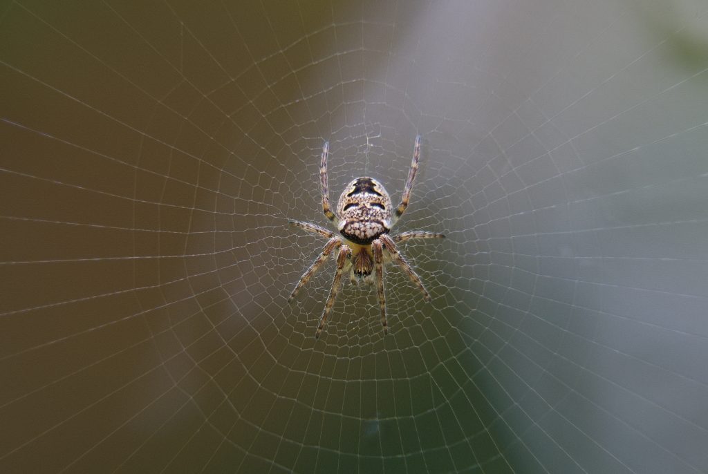 common spiders found in the UK