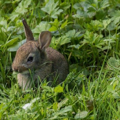Wild rabbit eating in a field