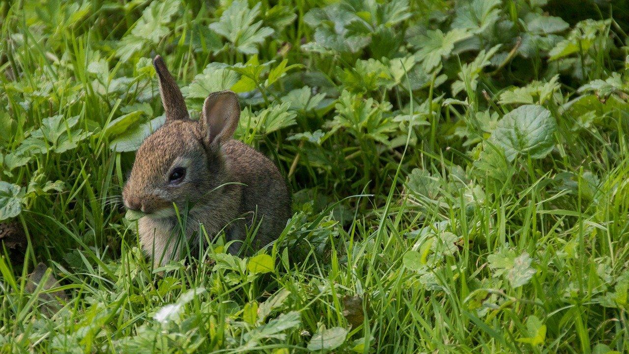 Wild rabbit eating in a field