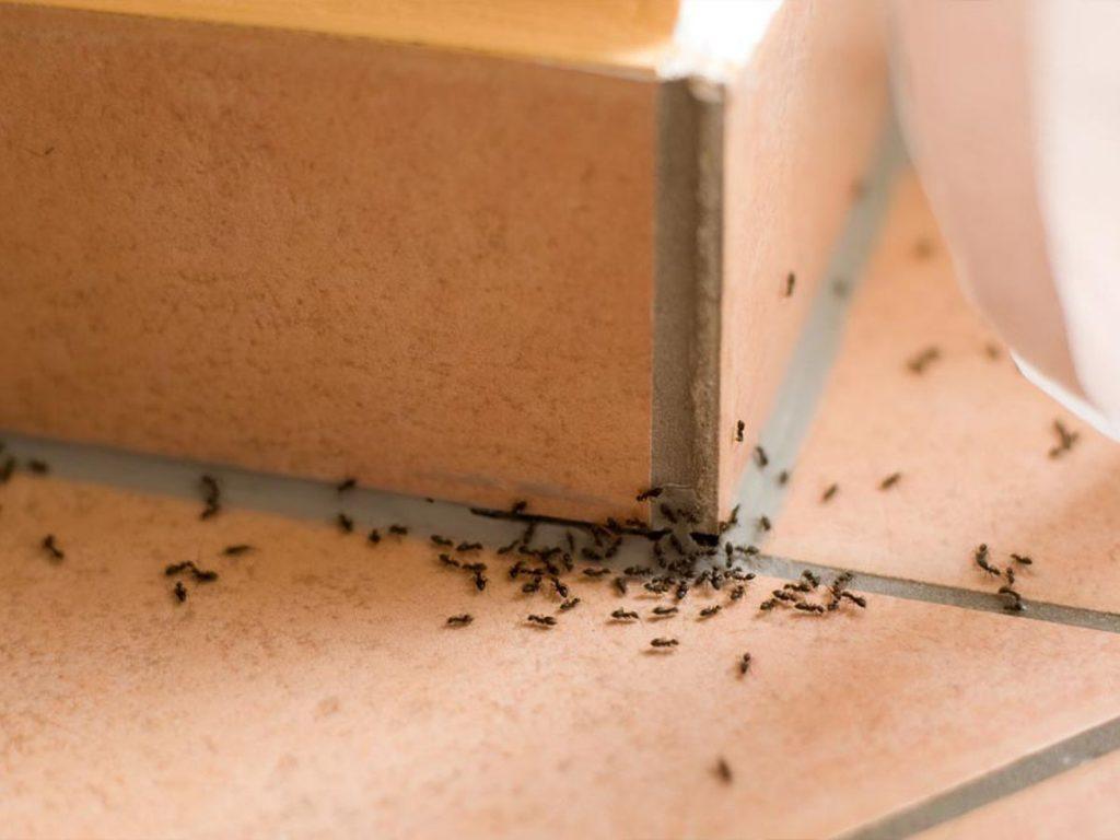 Things that you're doing that attracts pests at home like ants