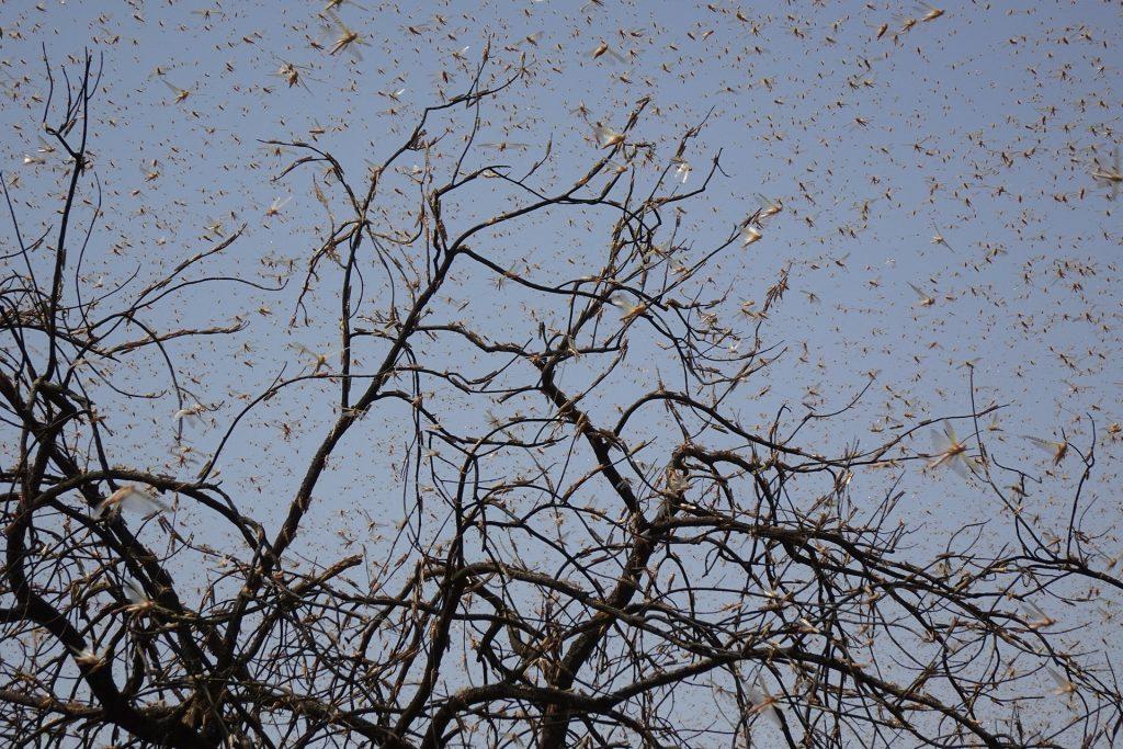 Locust swarm | Pest Defence.