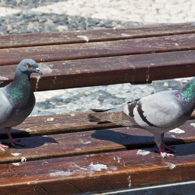 Is pigeon guano hazardous?
