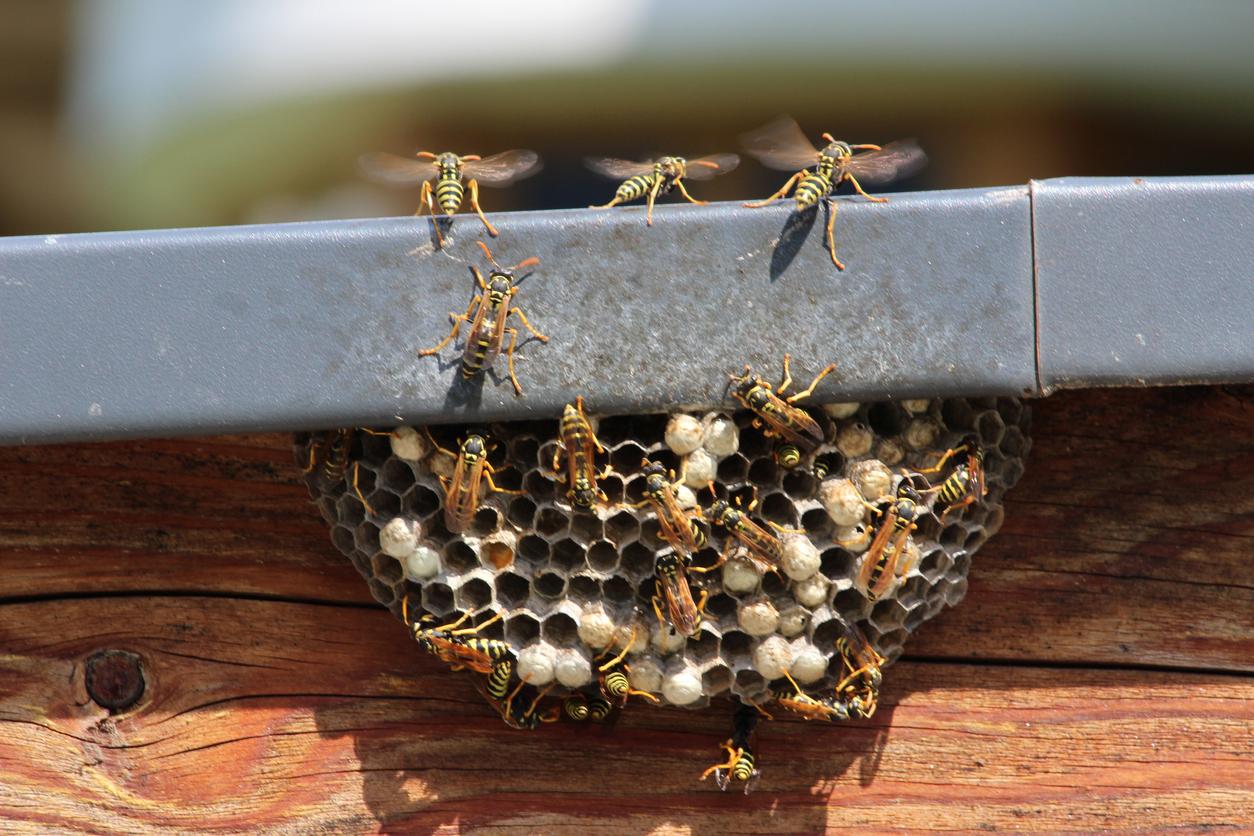 What to do when faced with a wasp nest