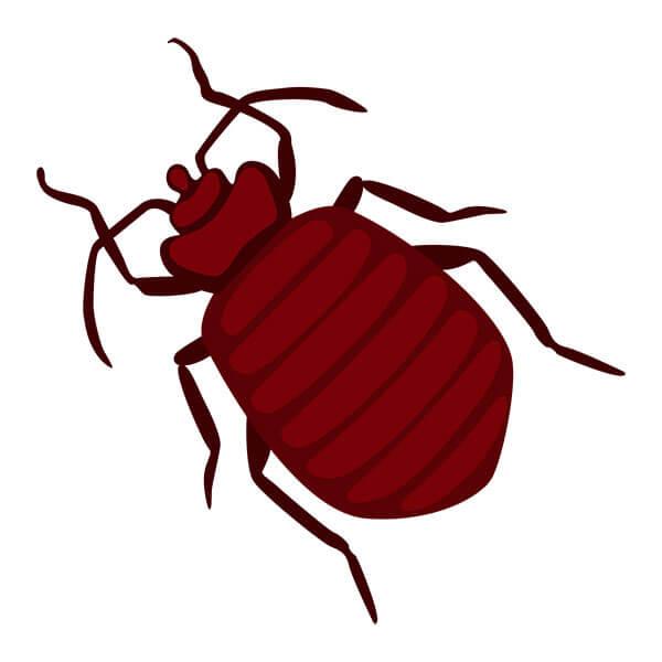 Graphic of a bedbug