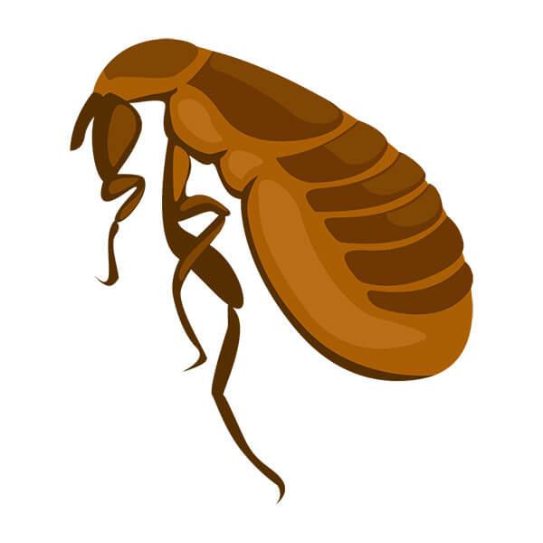 Graphic of a flea