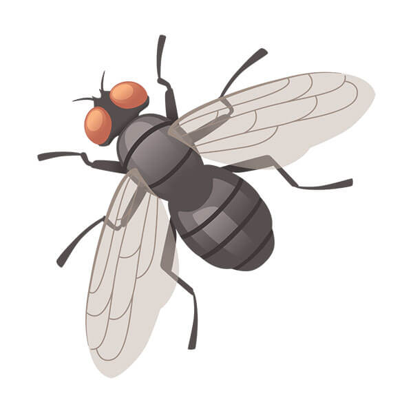 Graphic of a fly