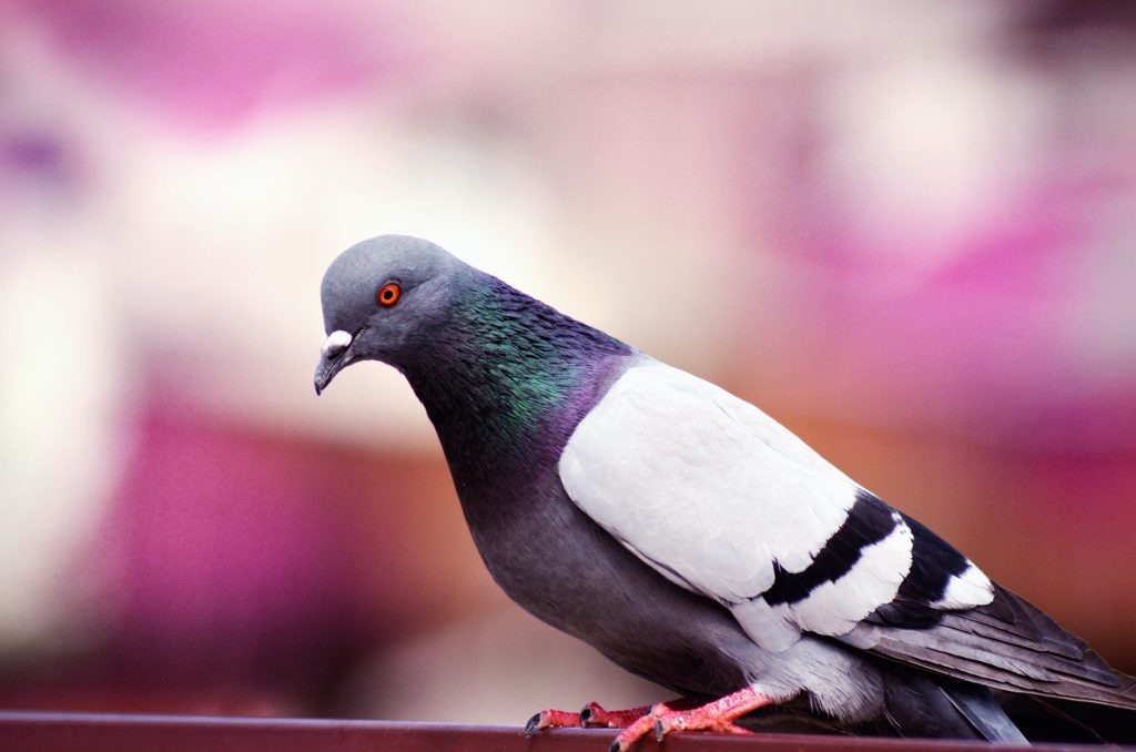 where do pigeons make nests