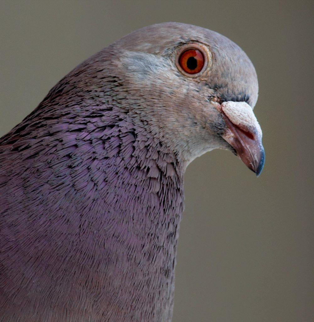 common pigeon 