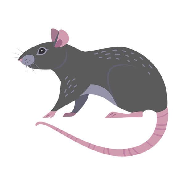 Graphic of a rodent