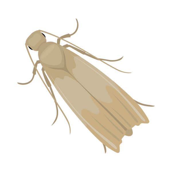 Graphic of textile pests