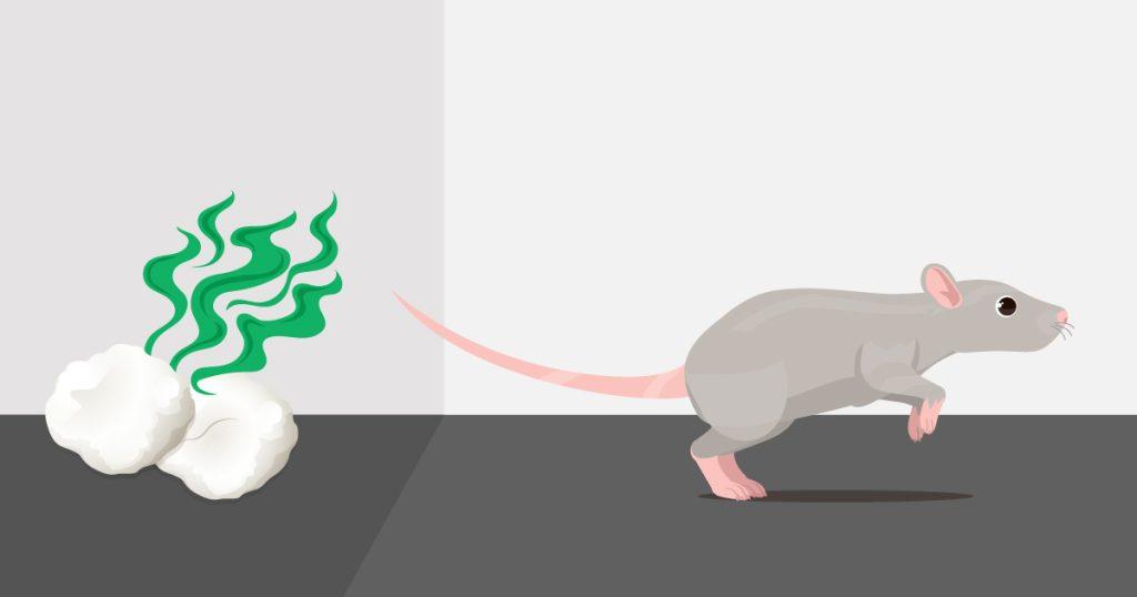 A mouse running away from a cotton bud covered in peppermint oil - what scents do mice not like?