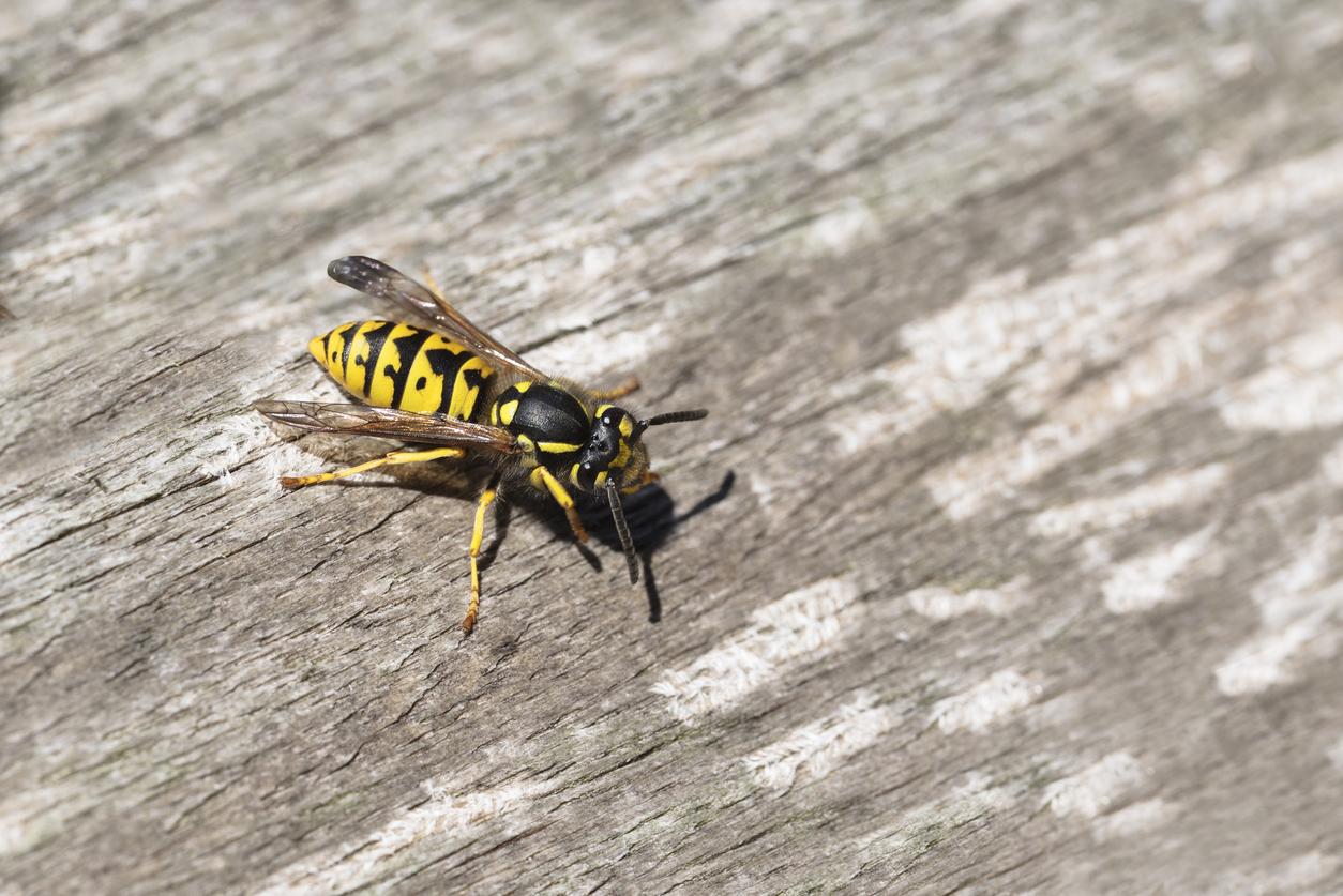 A common yellowjacket wasp 