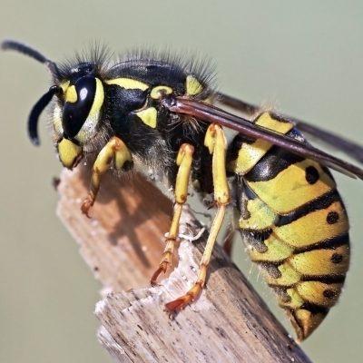 A German wasp sat on a stick