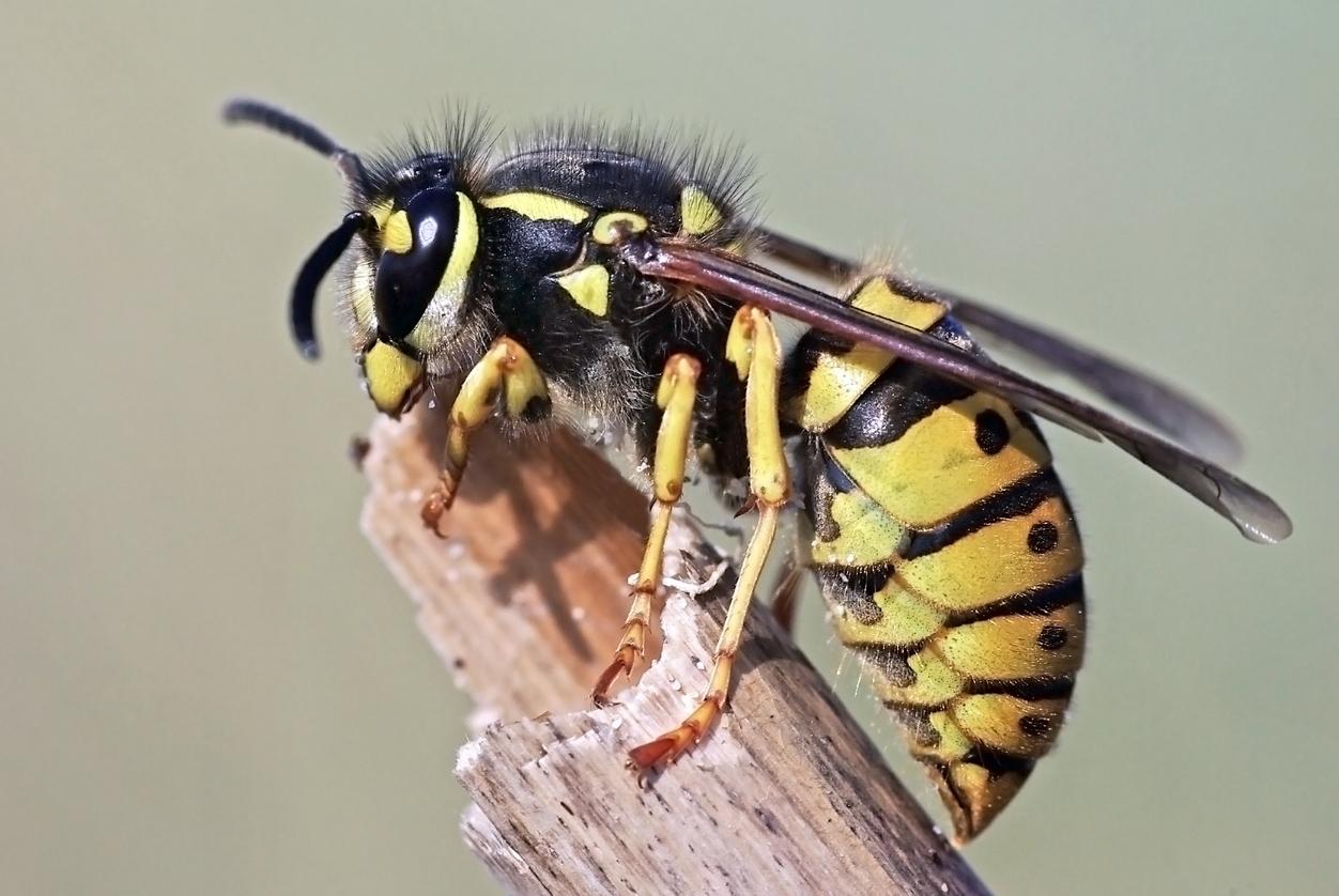 A German wasp sat on a stick