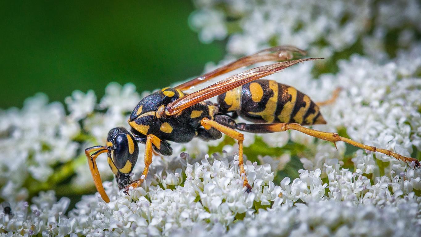 A paper wasp on a flower