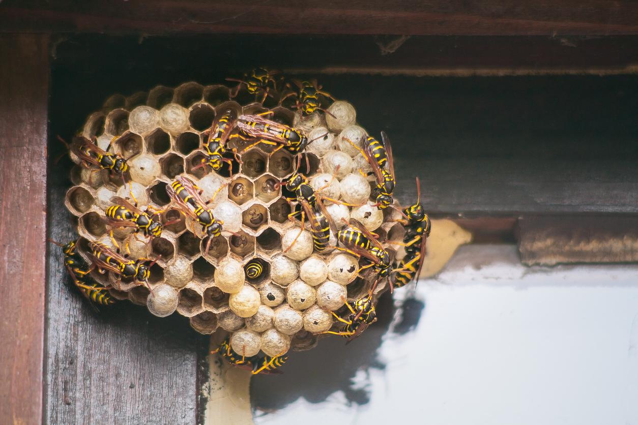 Do wasps return to the same nest the following year?