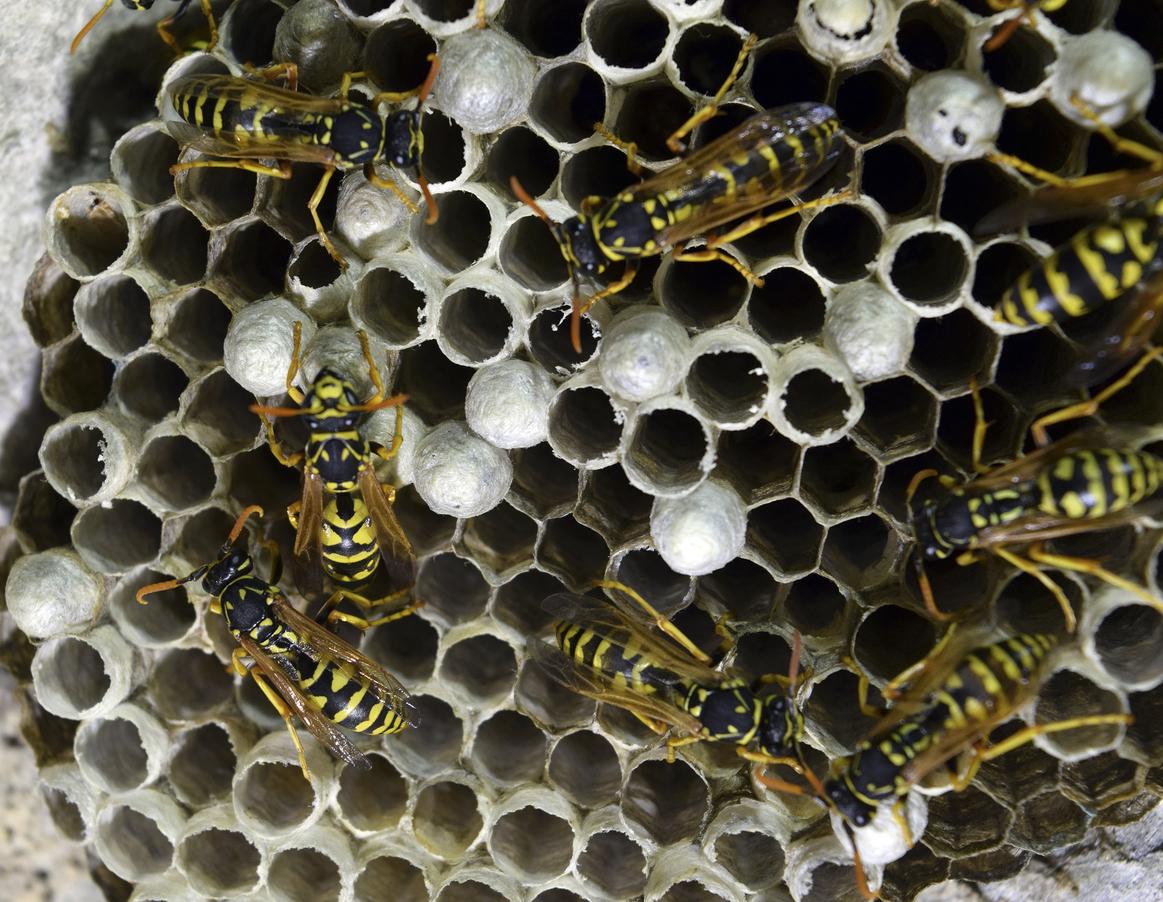 Should you leave a wasp nest alone?