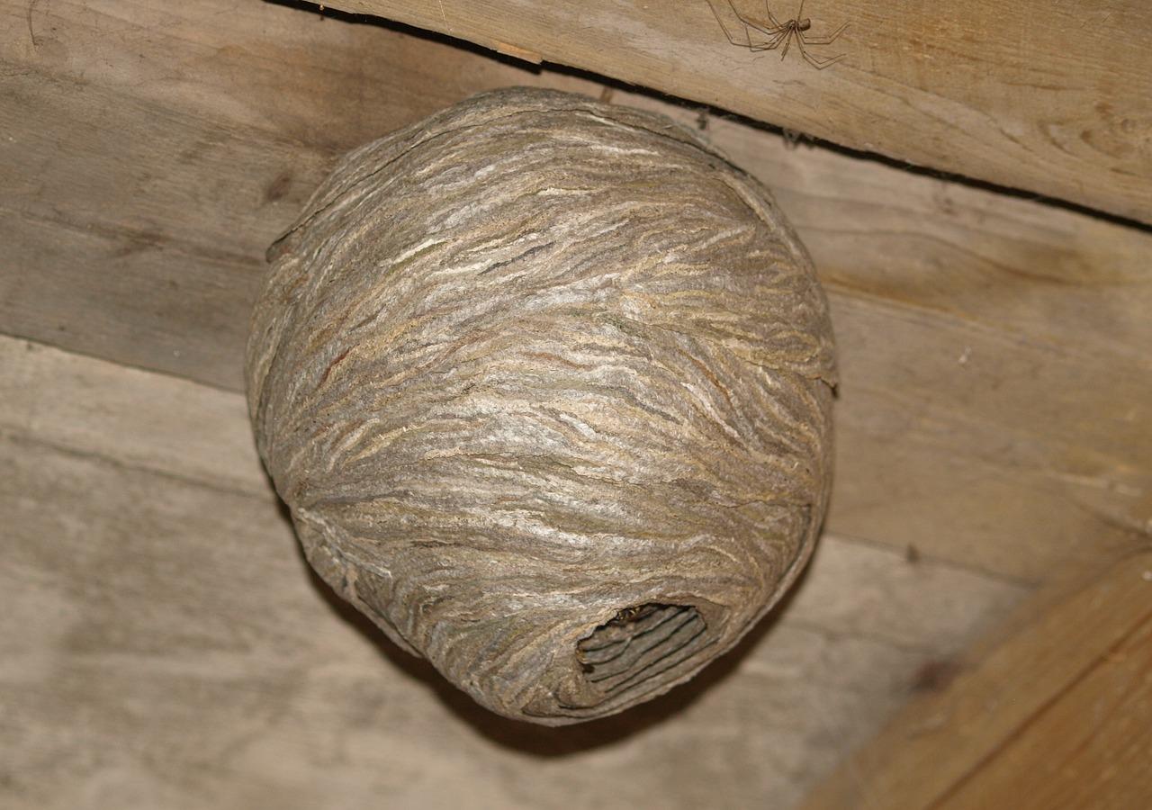 Wasp nest in the loft 