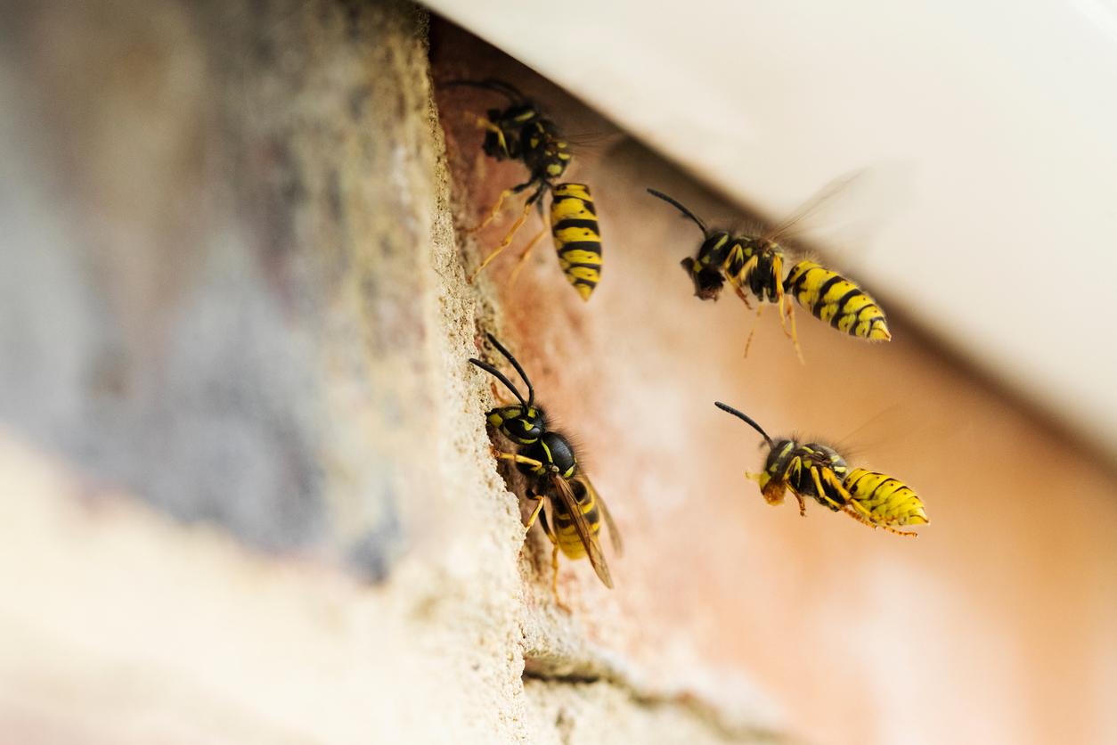 When are wasps most active?