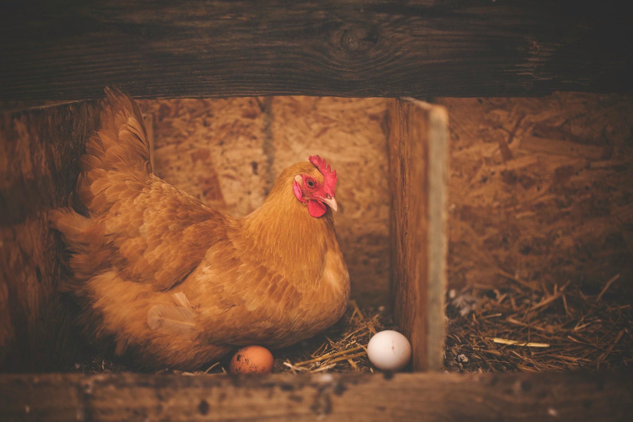 a chicken sat on eggs - how to get rid of rats on a farm