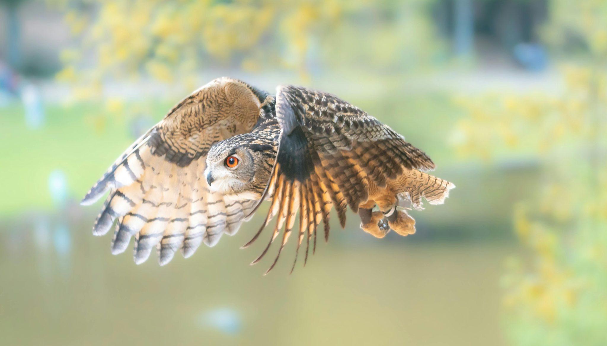 owl hunting for rats on a farm