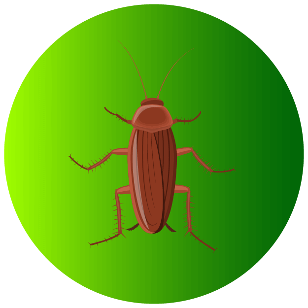 Cockroaches Icon - Pest Defence