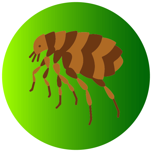 Fleas Icon - Pest Defence